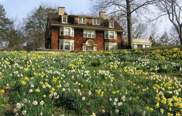 Daffodils at Reeves-Reed Arboretum